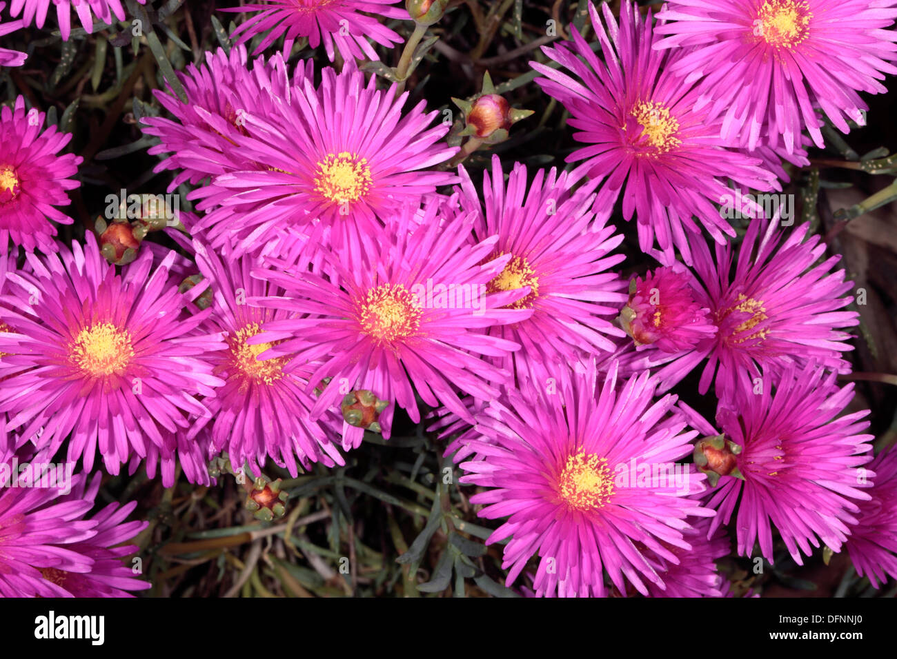 Pink Lampranthus / Trailing Ice plant / Vygie- Lampranthus-Family Aizoaceae Stock Photo