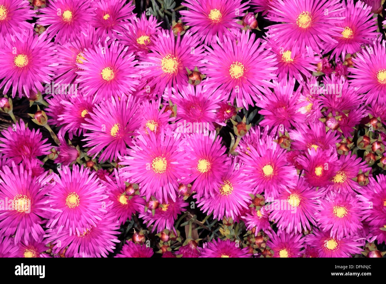 Pink vygie hi-res stock photography and images - Alamy
