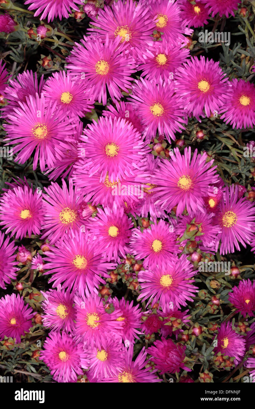 Pink Lampranthus / Trailing Ice plant / Vygie- Lampranthus-Family