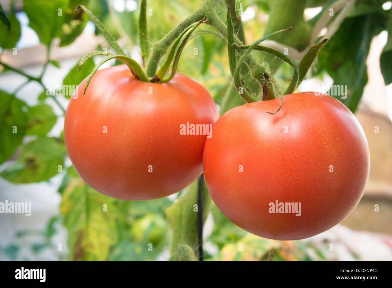 red juicy tomatoes hanging on the plant branches Stock Photo - Alamy