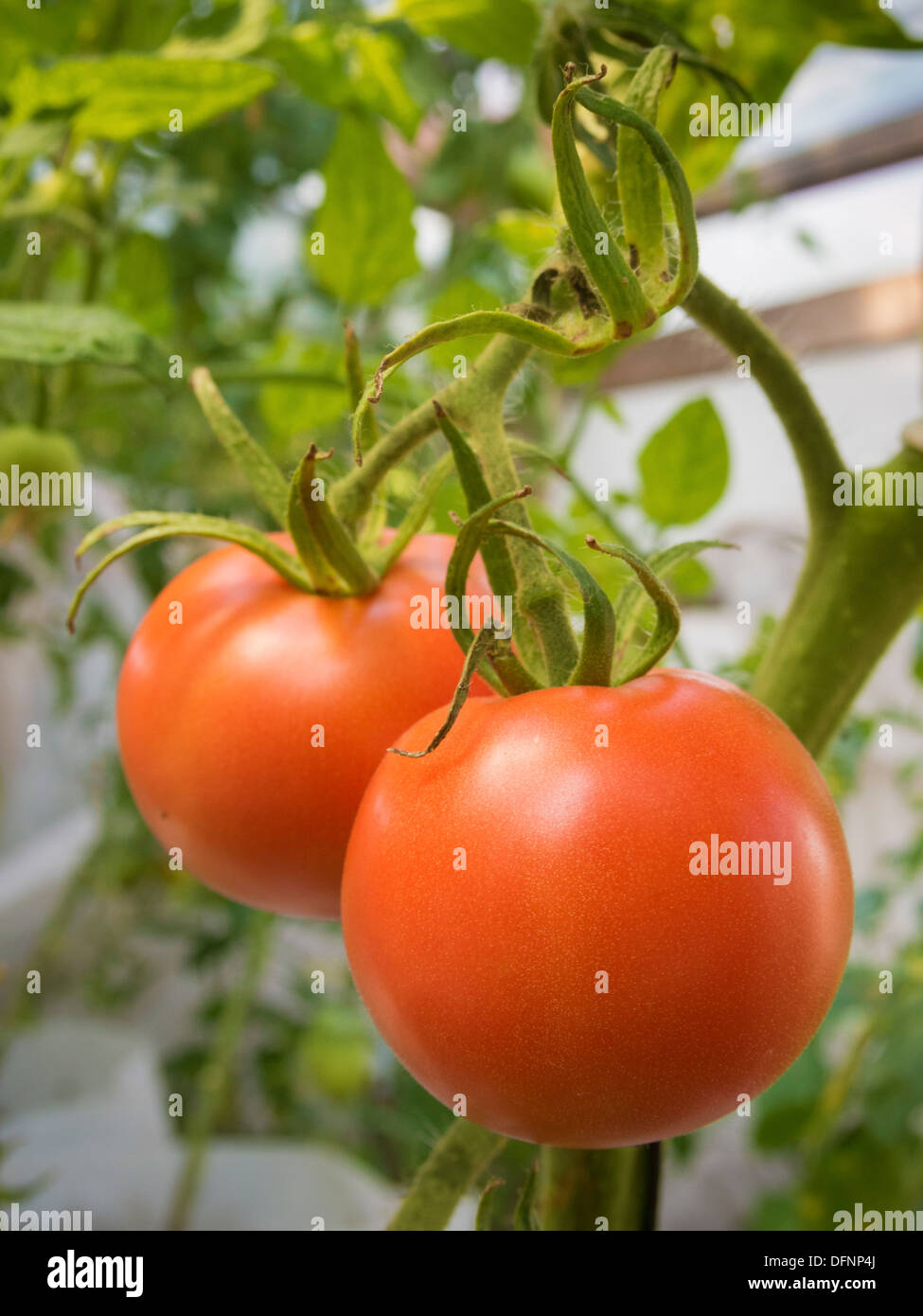 red juicy tomatoes hanging on the plant branches Stock Photo - Alamy