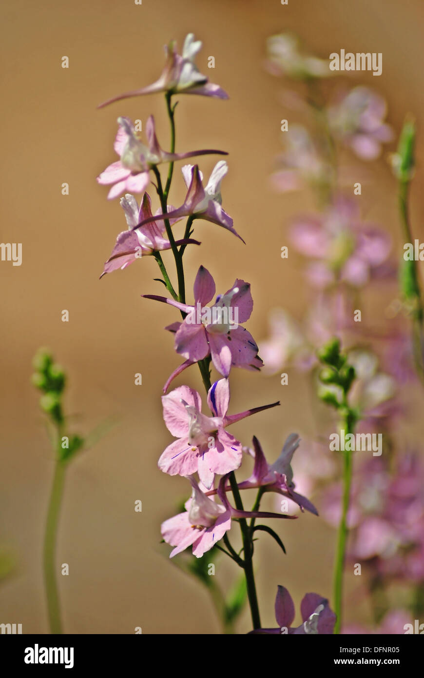 Royle hi-res stock photography and images - Alamy