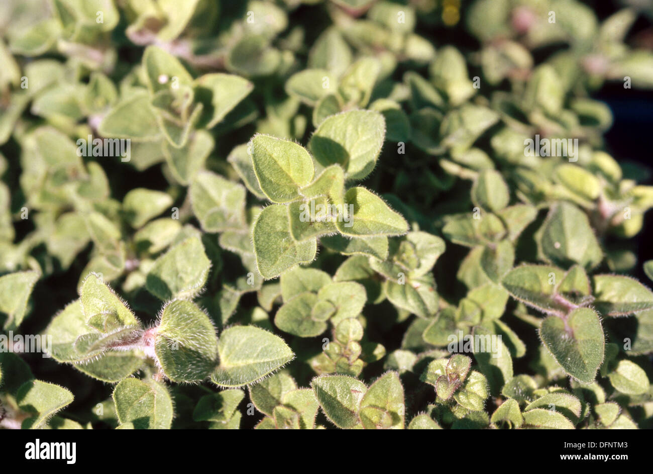 Greek oregano. Food, nutrition, herbs Stock Photo Alamy