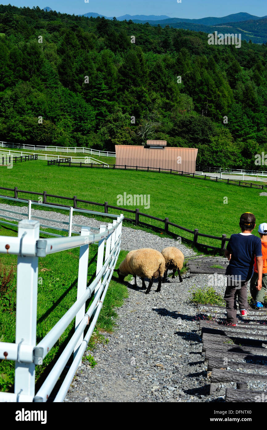 Suffolk  sheep which got over fence, are walking around the Makiba Park (a tourist farm). Children are curiously watching them. Stock Photo