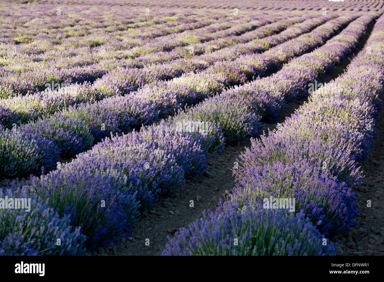 Lavender at young family farm, Mona, Utah, USA Stock Photo