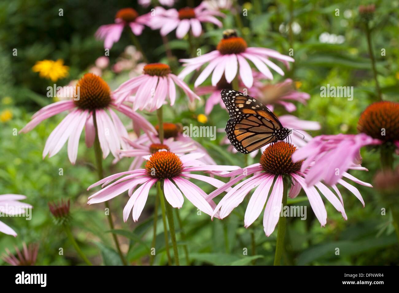 Monarch butterfly on flowers, Winchester, Massachusetts, USA Stock