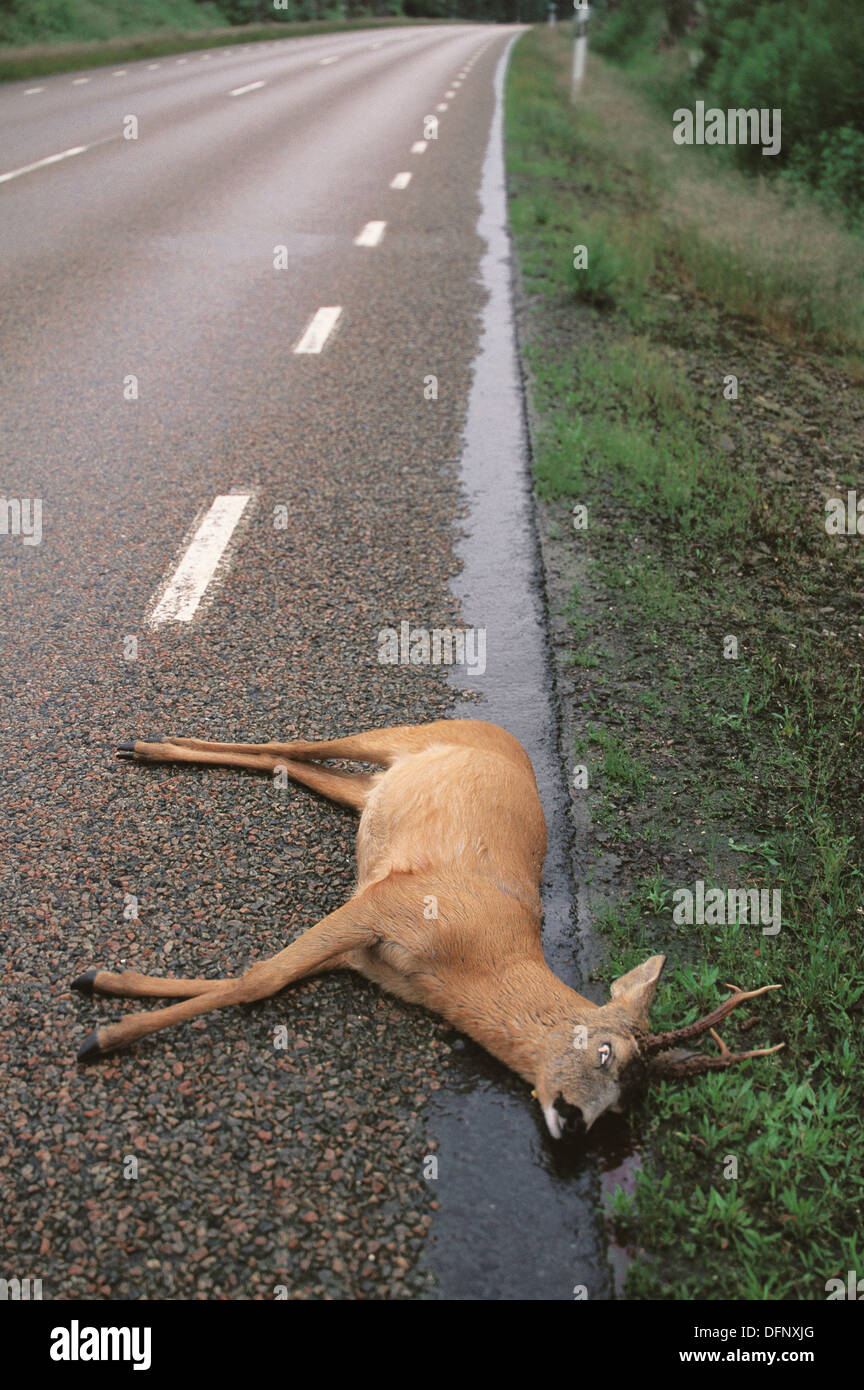 Dead Deer High Resolution Stock Photography and Images Alamy