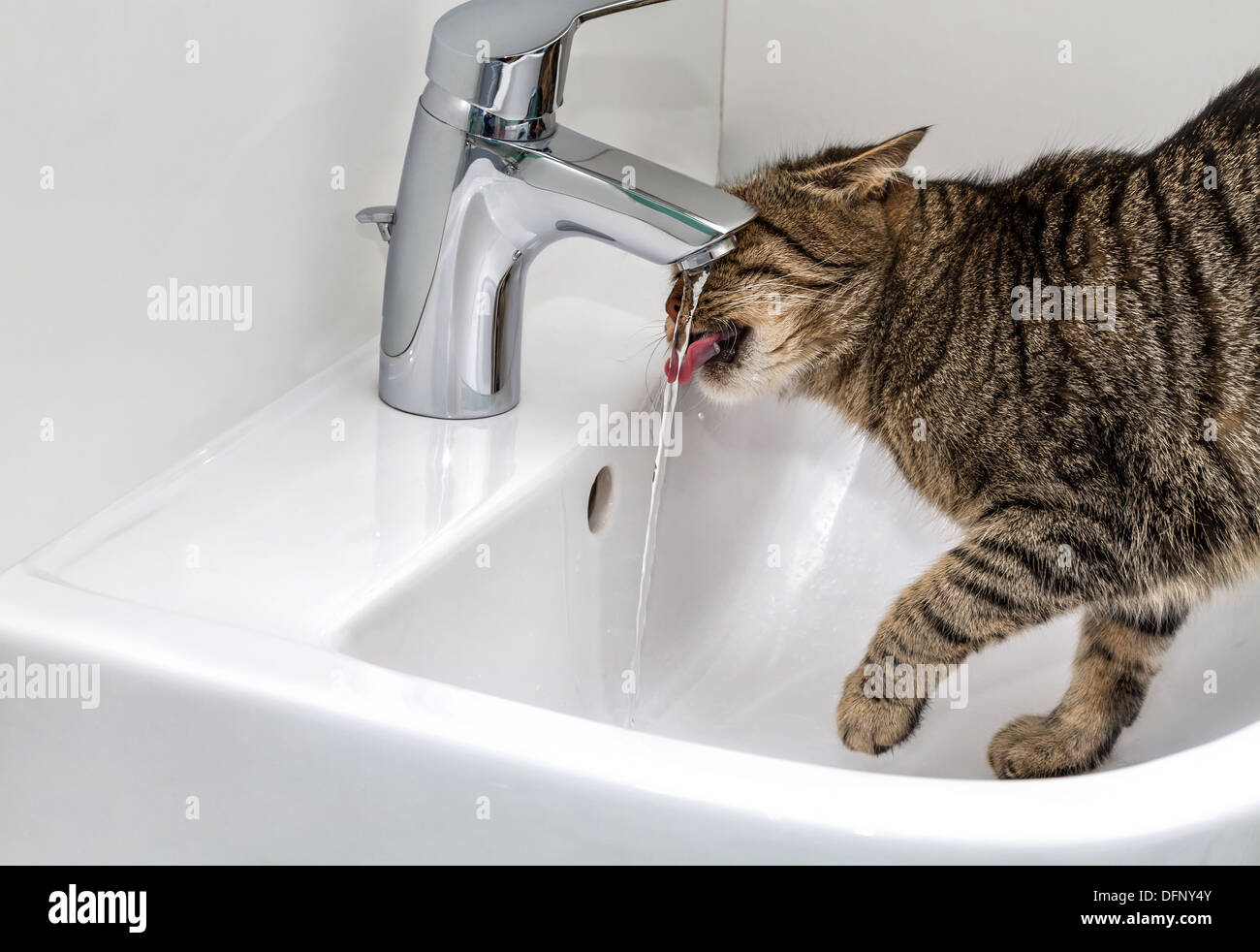 European cat drinks water from the tap Stock Photo Alamy
