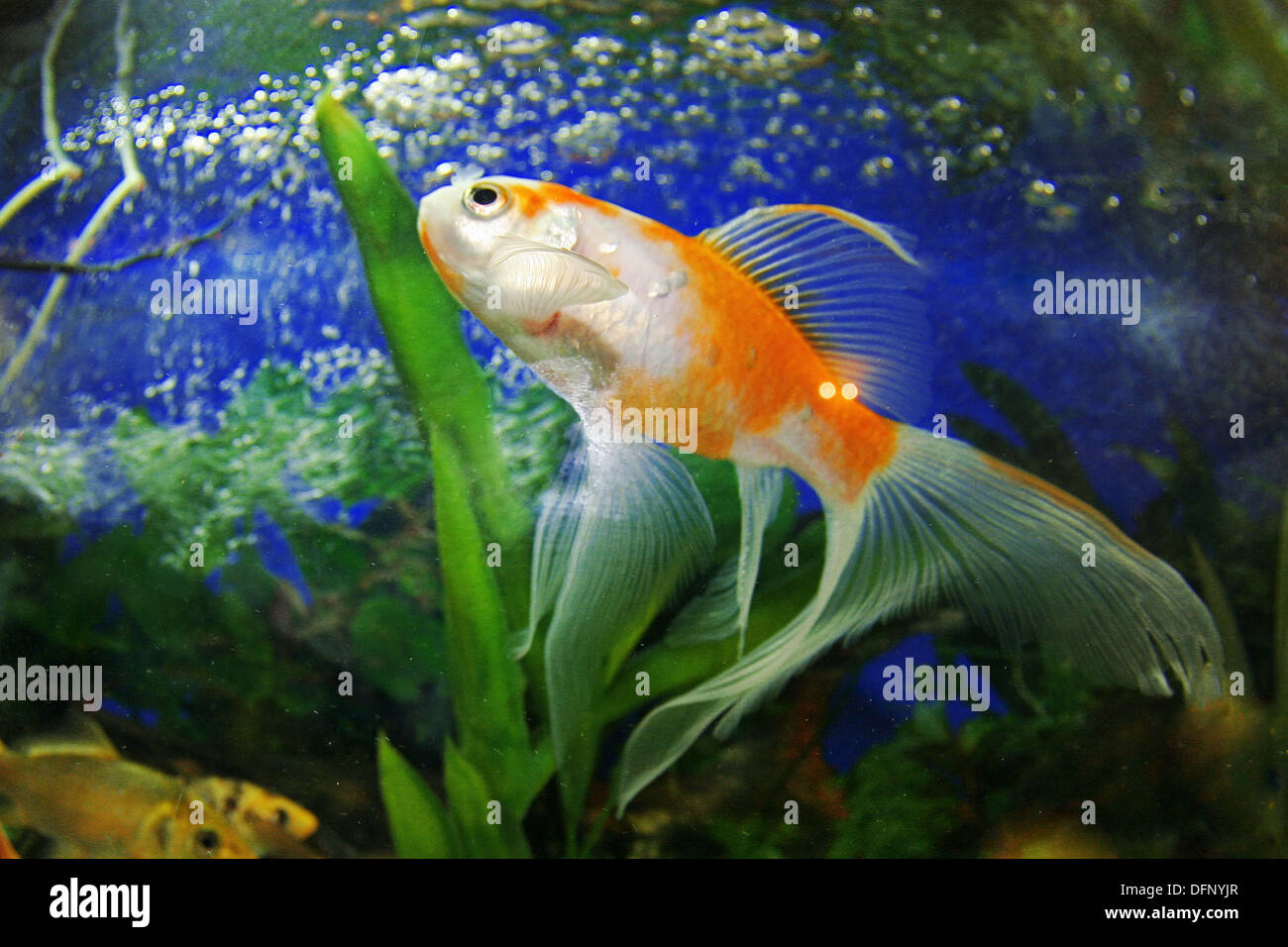 Fish in aquarium, India Stock Photo Alamy