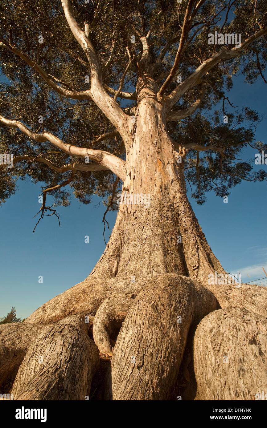 Eucalyptus tree with contorted roots, Geraldine, South Canterbury, New