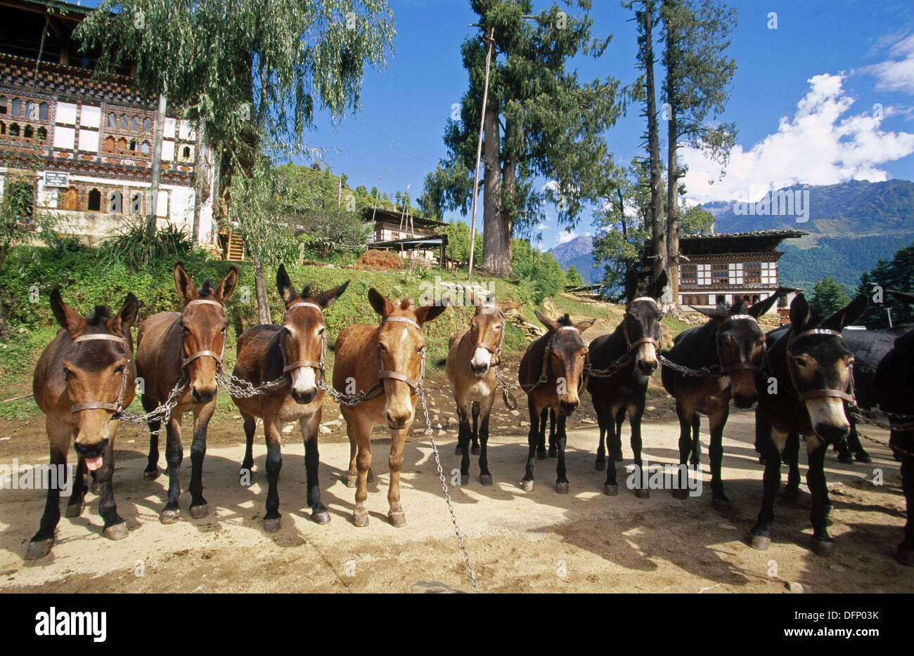 Mules army hi-res stock photography and images - Alamy