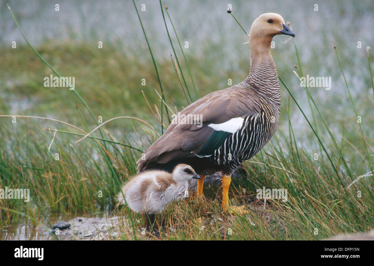 Upland Magellan Goose Family Torres Del Paine National Par…