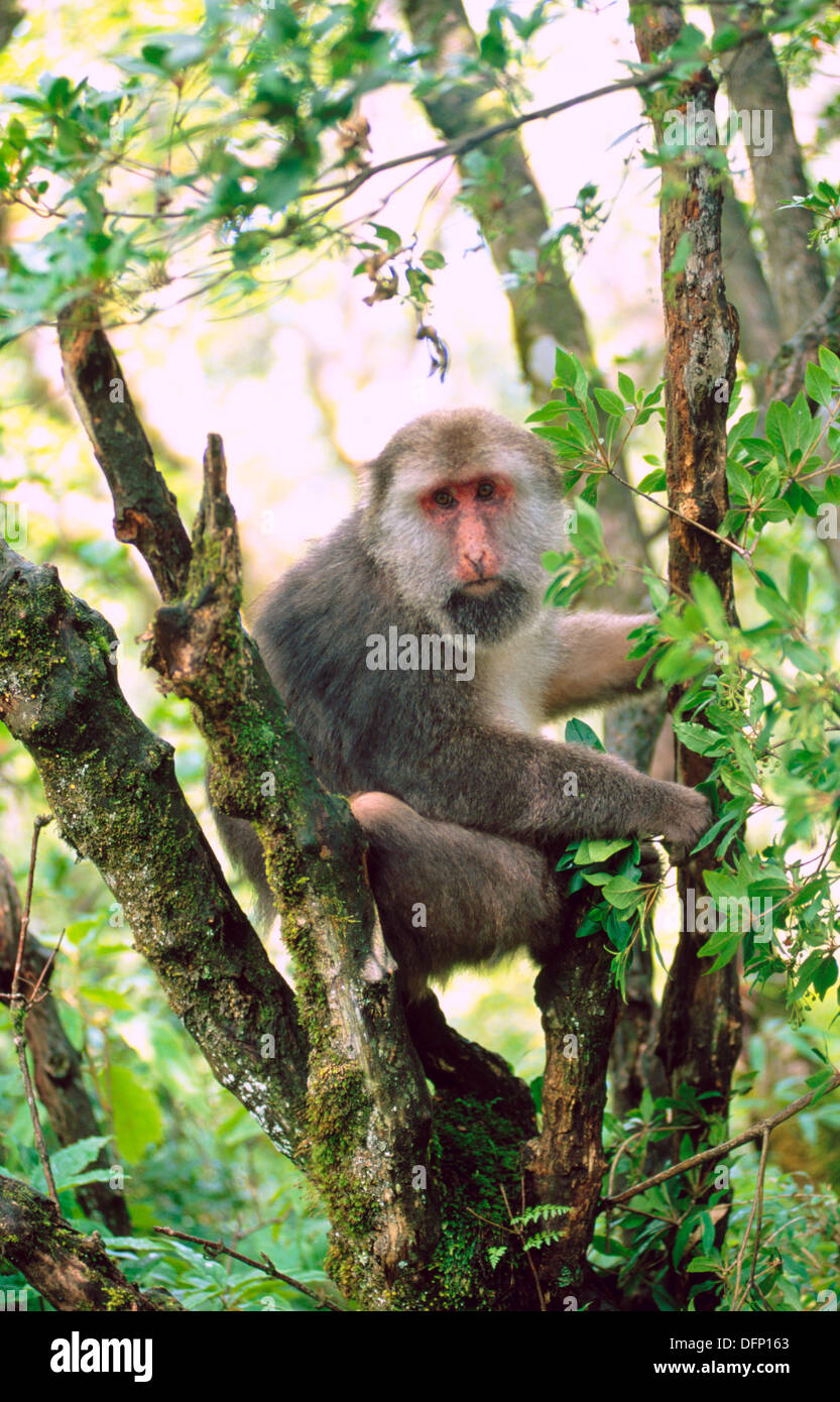 Pere David´s Macaque (Macaca thibetana) Mount Emei. Sichuan. China Stock Photo