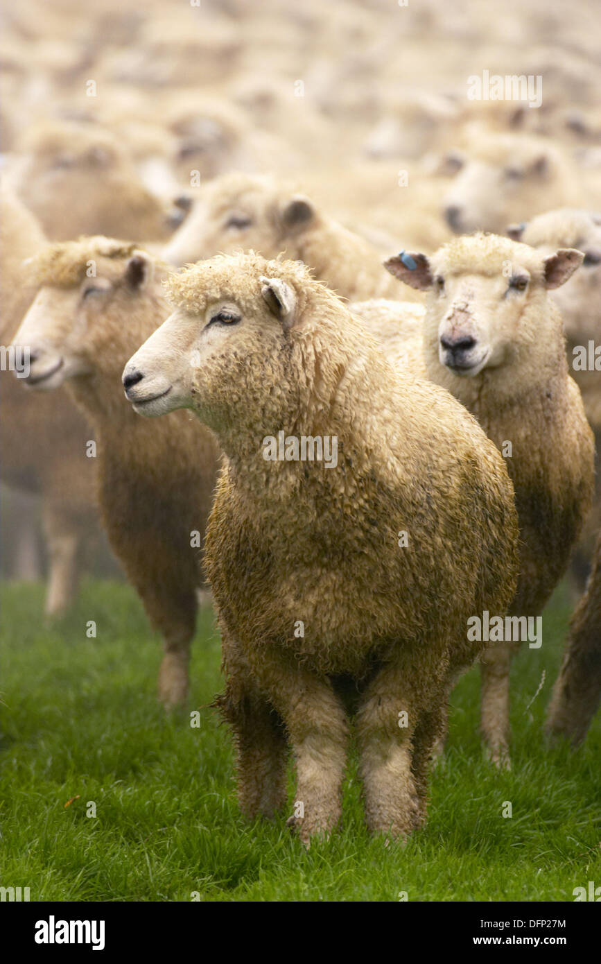 Athol Stock Photos & Athol Stock Images Alamy