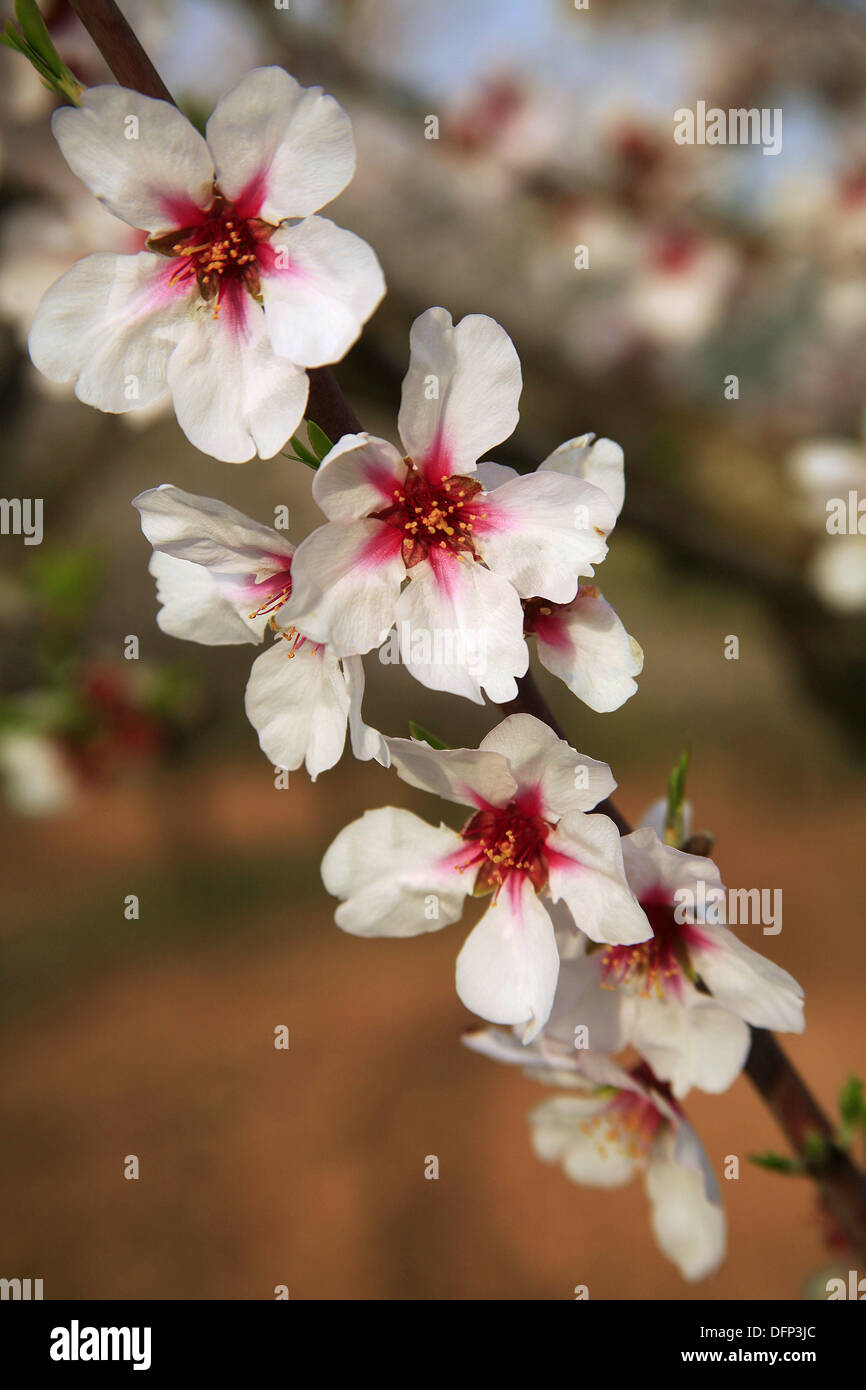 Flowers of almond tree Stock Photo Alamy