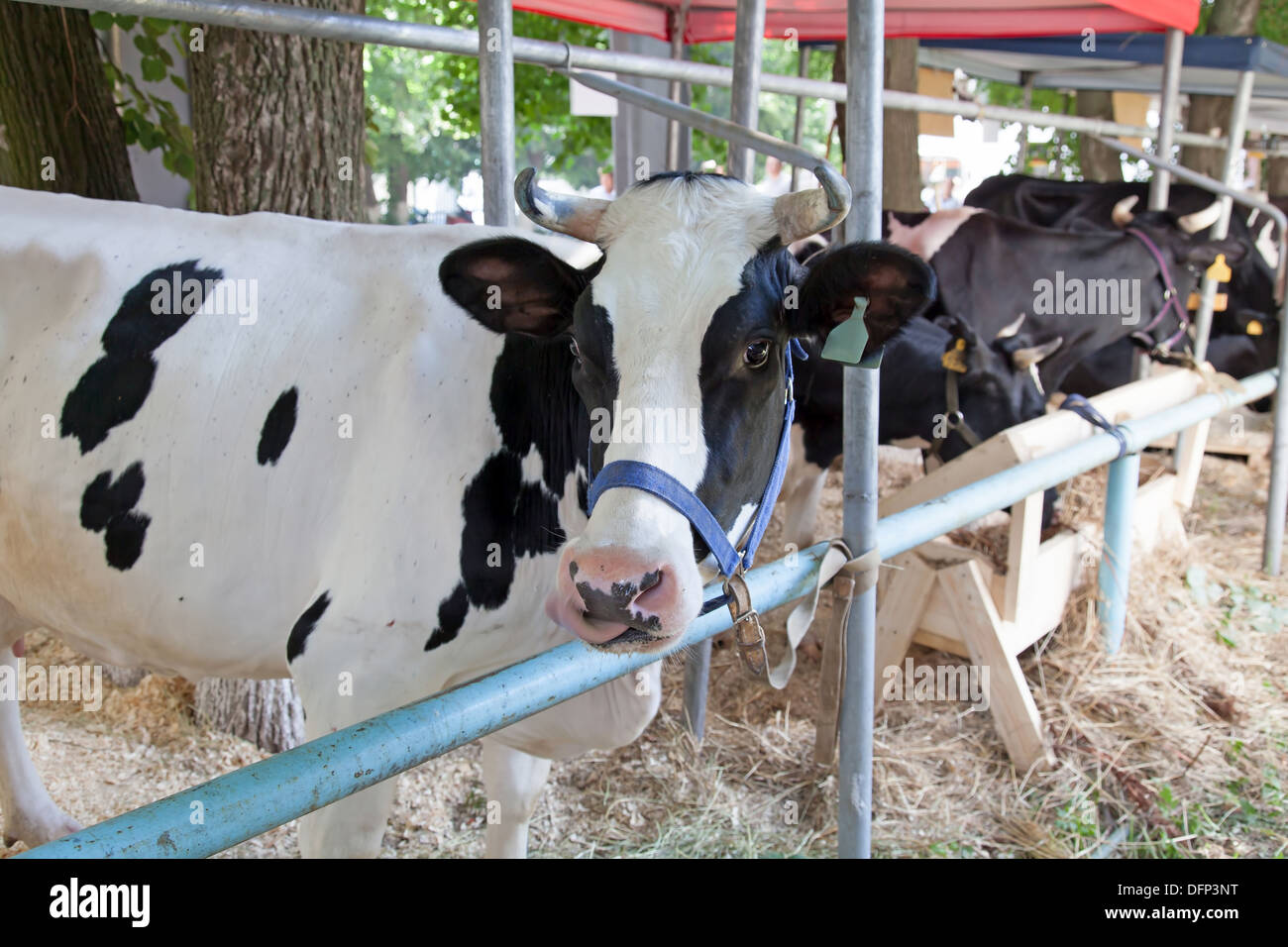 Dairy cows in a farm Stock Photo - Alamy