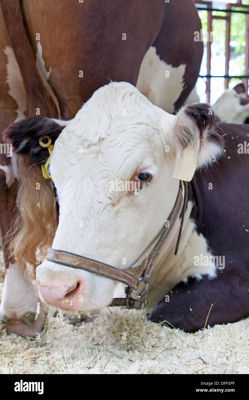 Dairy cows in a farm Stock Photo - Alamy