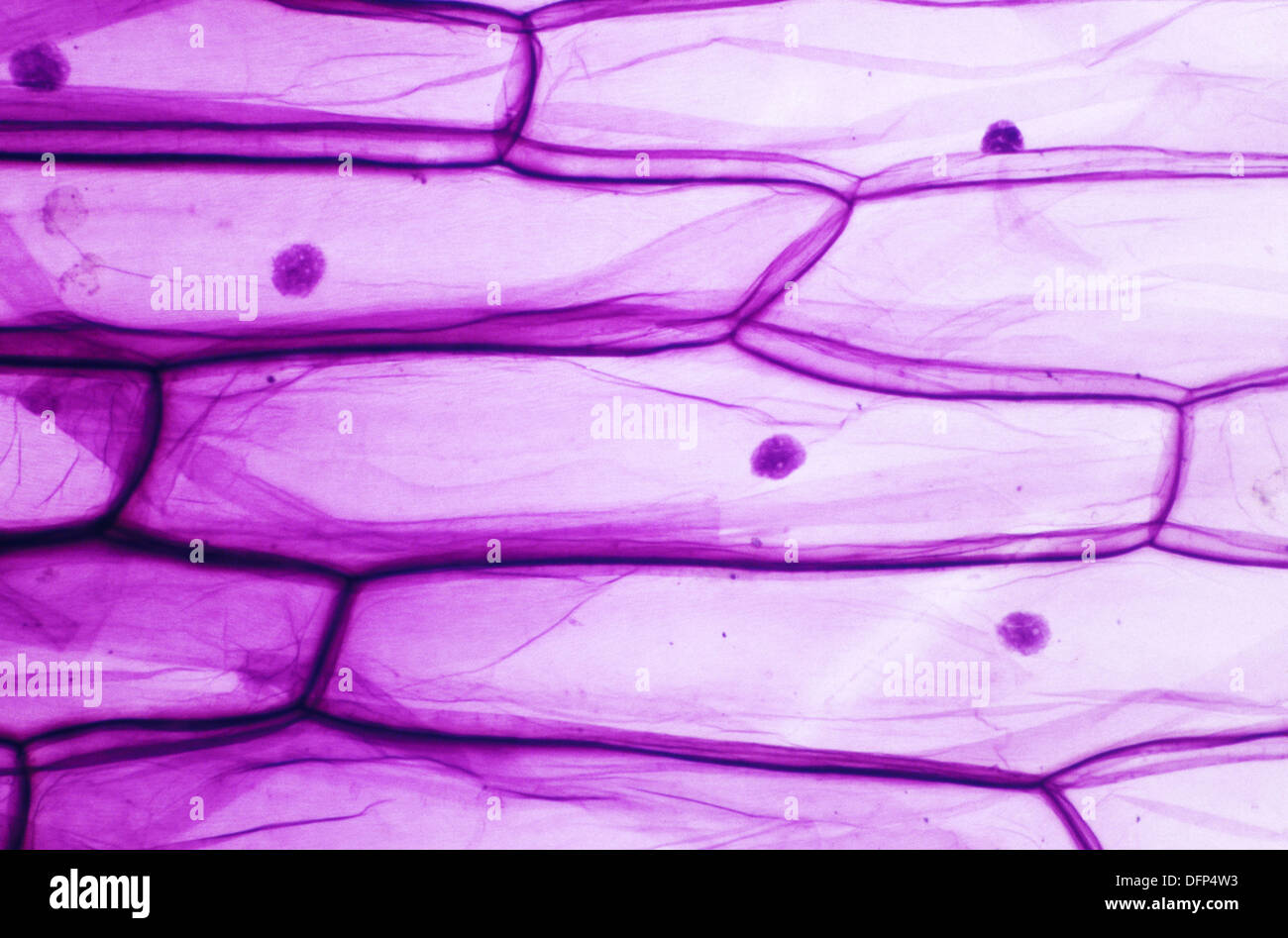 Onion leaf cell hires stock photography and images Alamy
