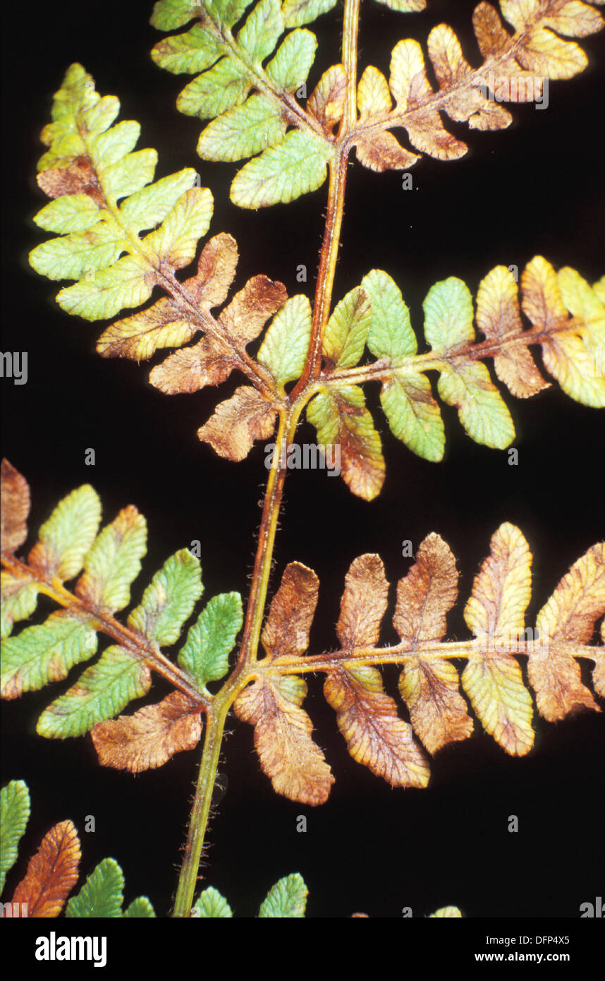 Faded fern hires stock photography and images Alamy