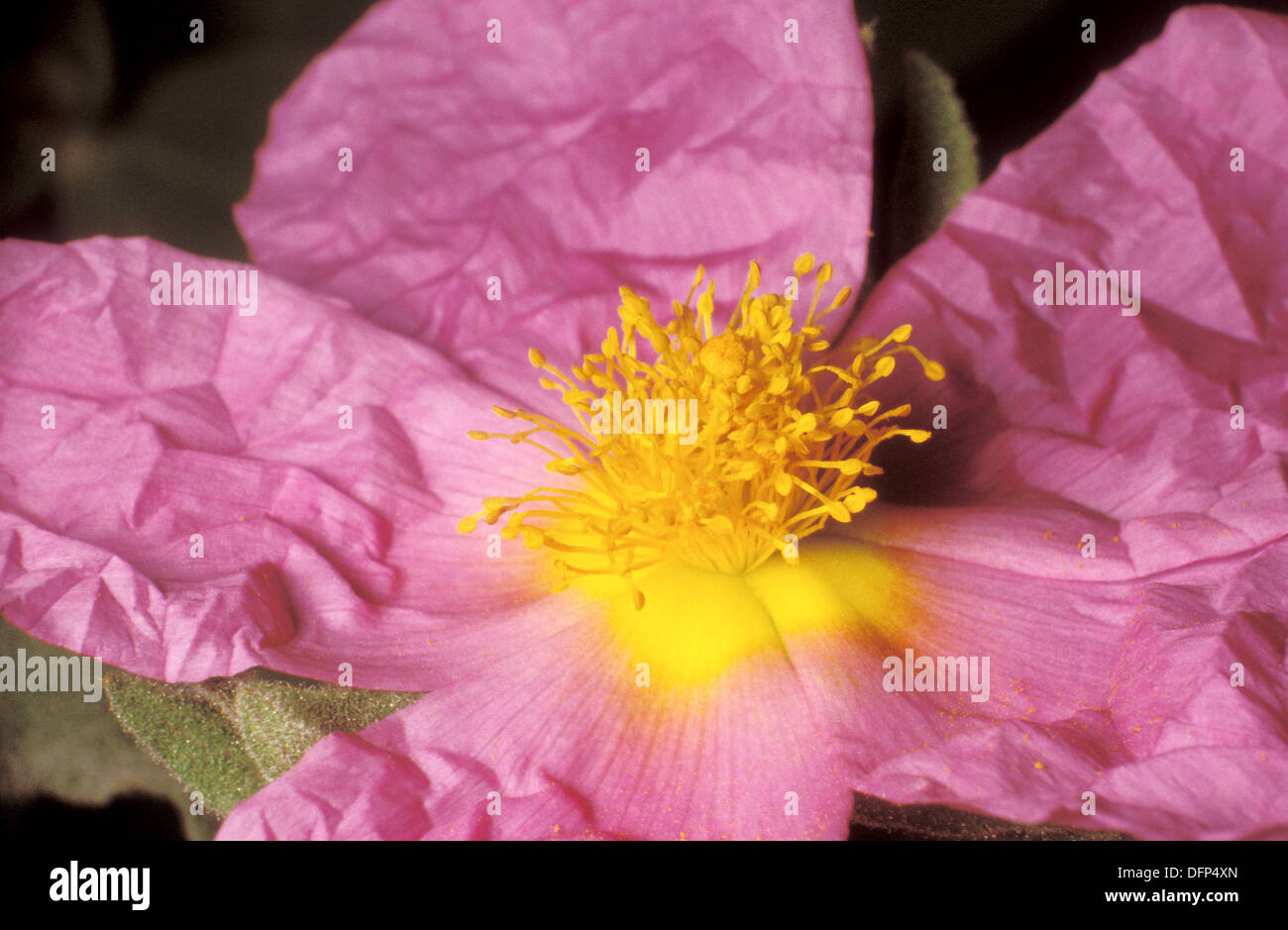 Rock Rose (Cistus albidus Stock Photo Alamy