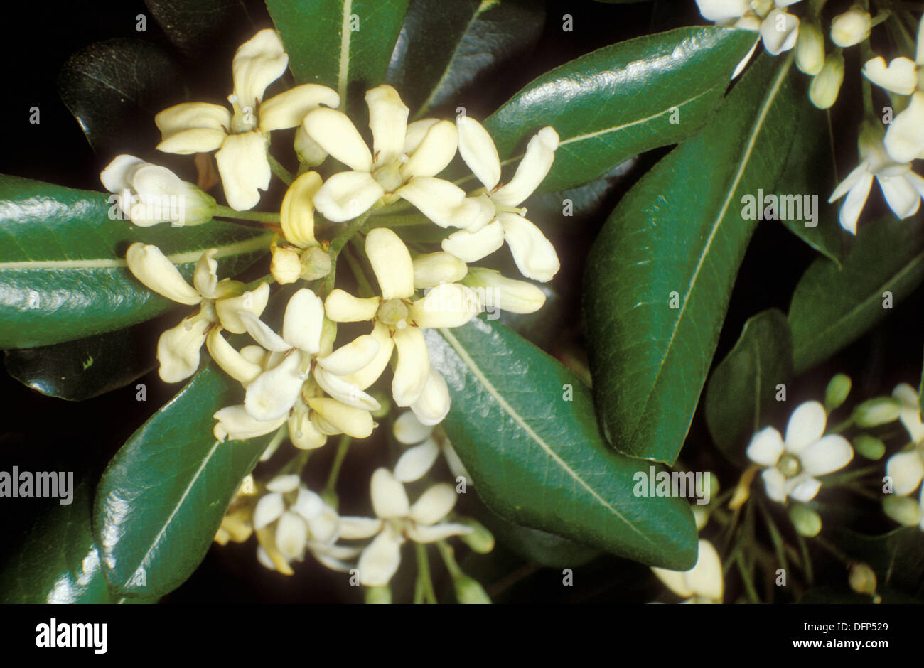 Fashion Magazine Pittosporum Tobira Flowers Pictures