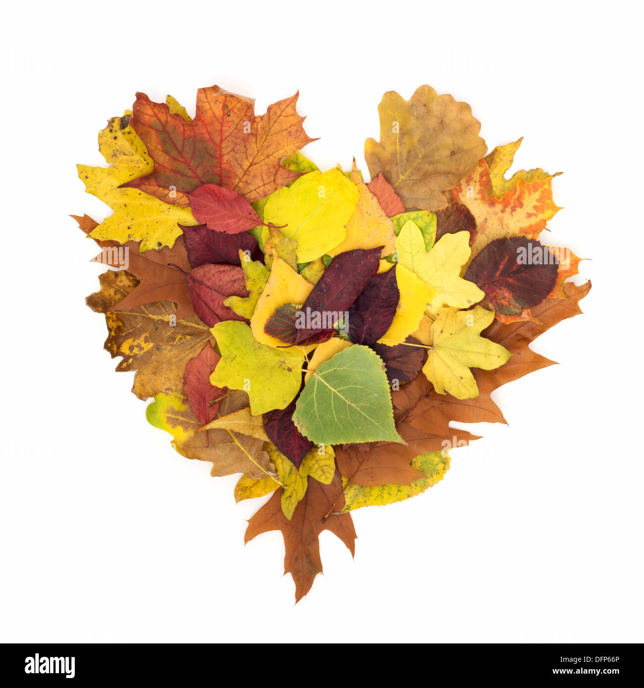 Heart shape from falling leaves on a white background Stock Photo - Alamy