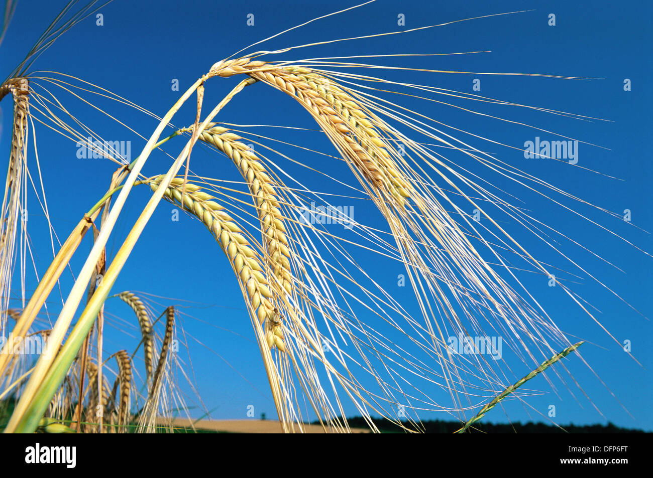 Barley. Bavaria. Germany Stock Photo Alamy
