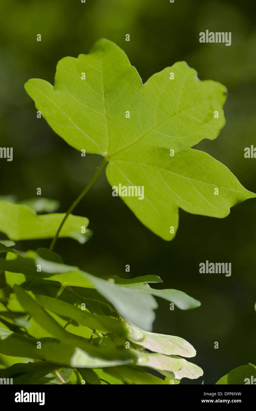field maple, acer campestre Stock Photo - Alamy