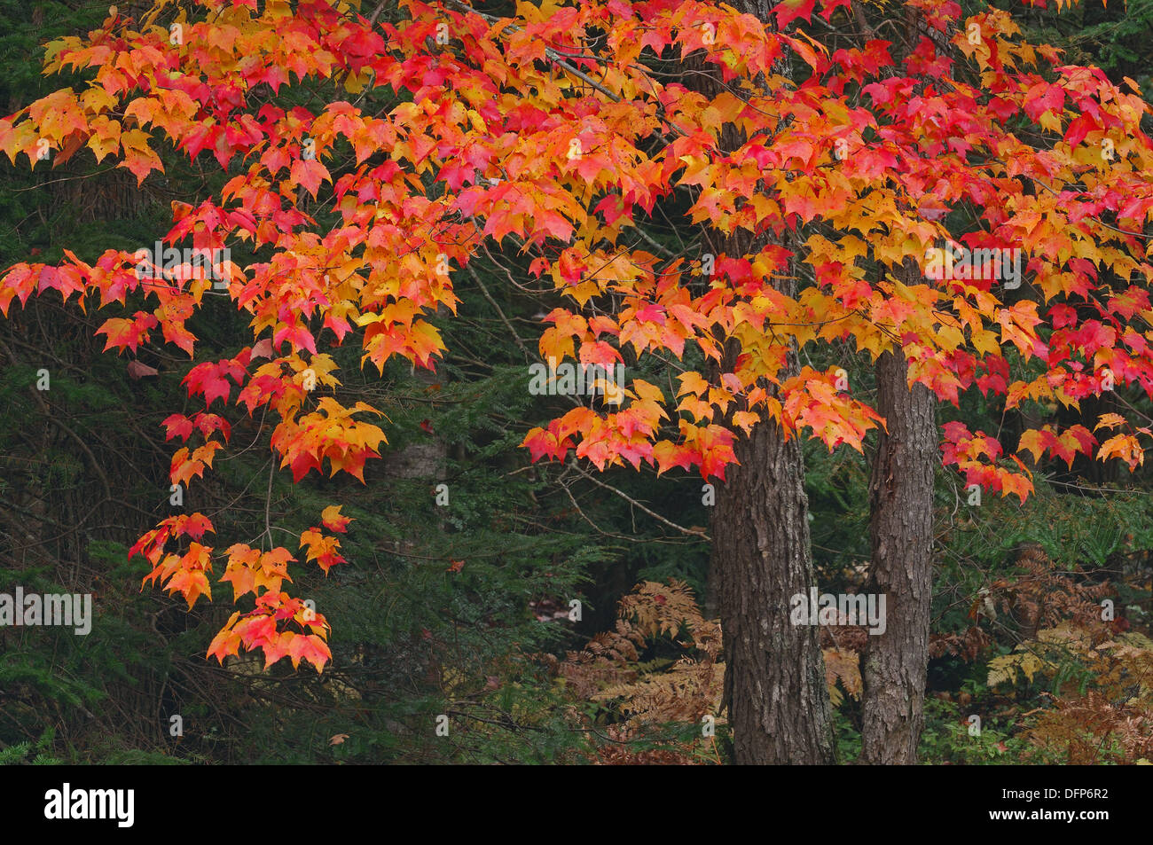 Maple Tree with fall foliage, close up Algonquin Provincial Park