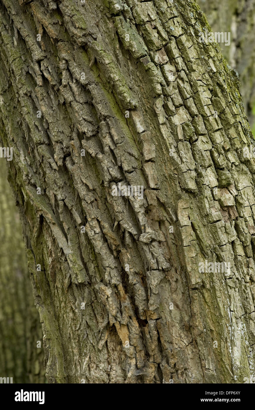 field maple, acer campestre Stock Photo - Alamy