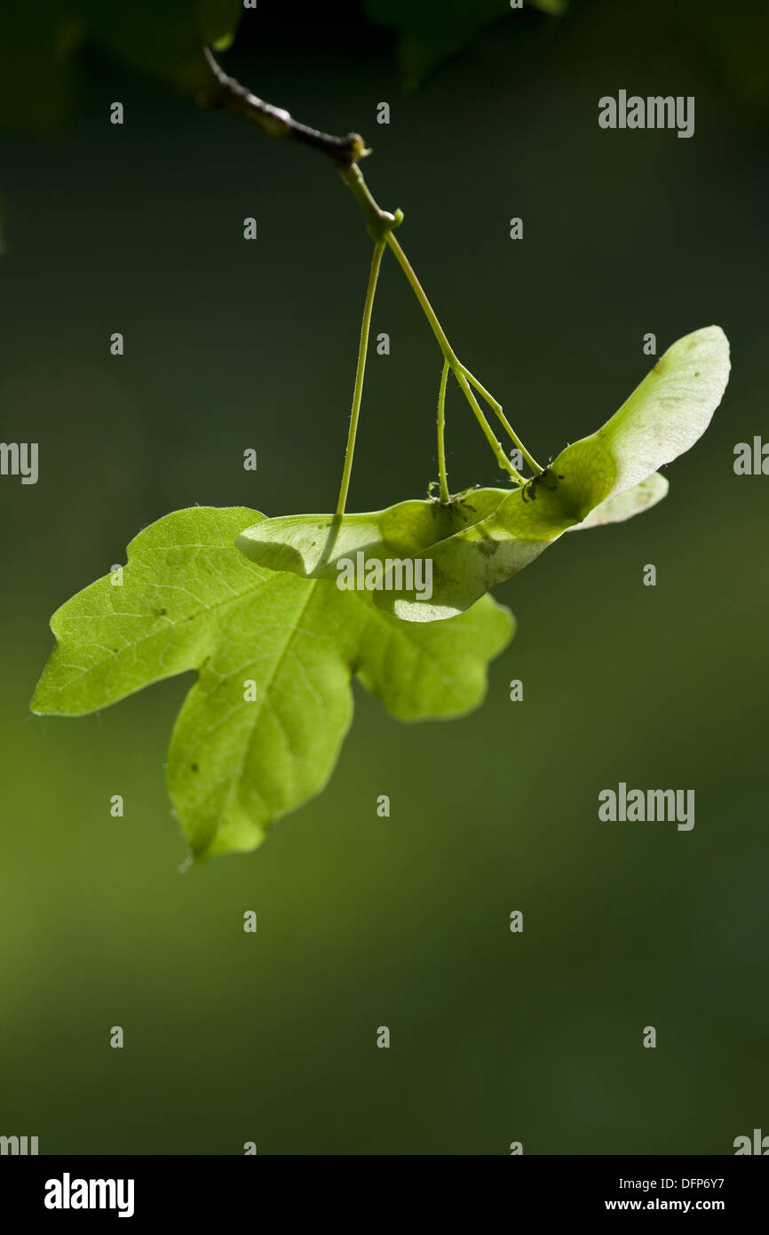 field maple, acer campestre Stock Photo - Alamy