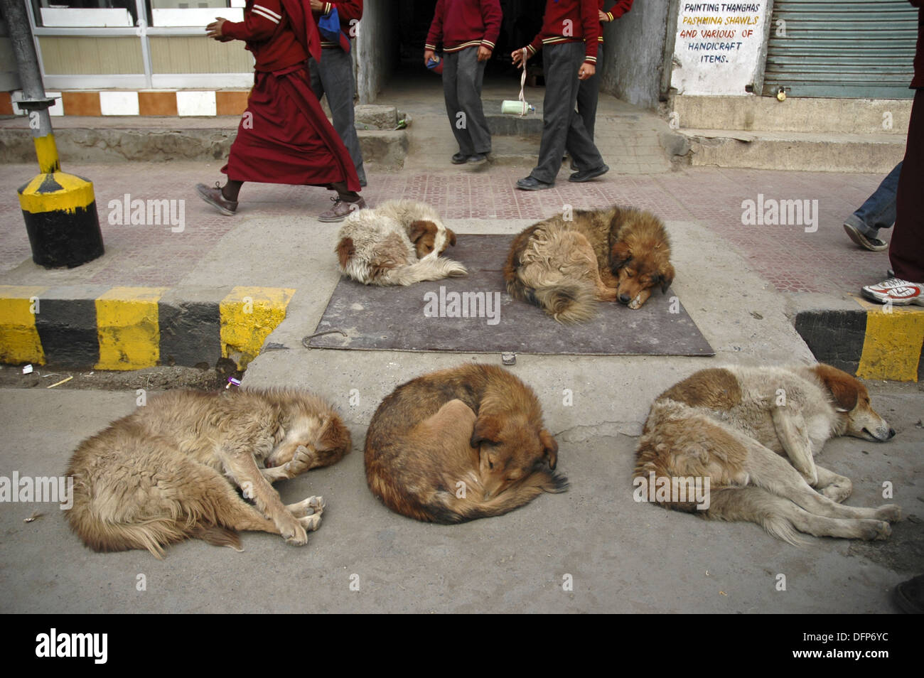 Do Dog Packs Sleep Together