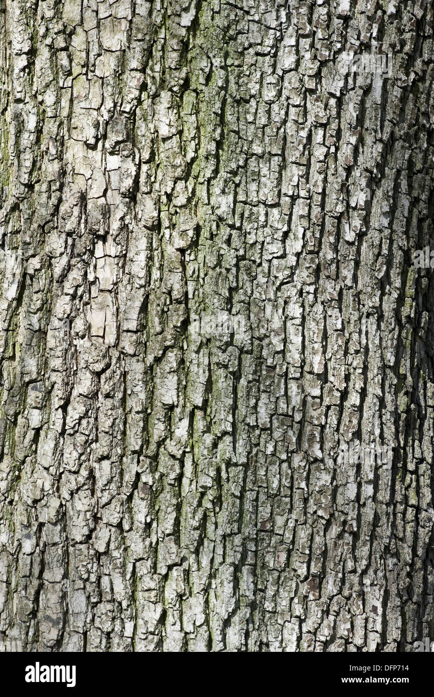 field maple, acer campestre Stock Photo - Alamy
