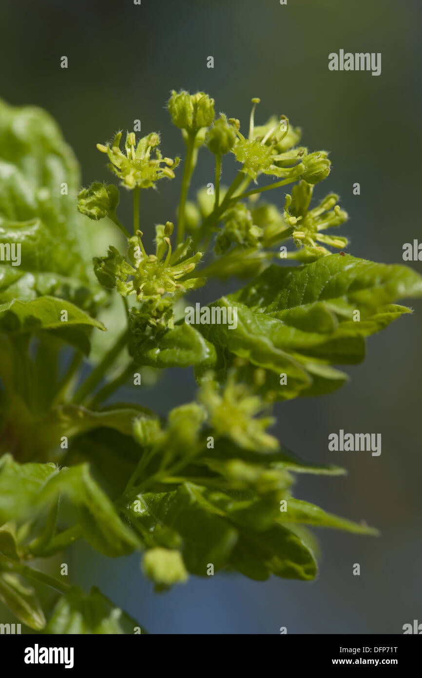 field maple, acer campestre Stock Photo - Alamy