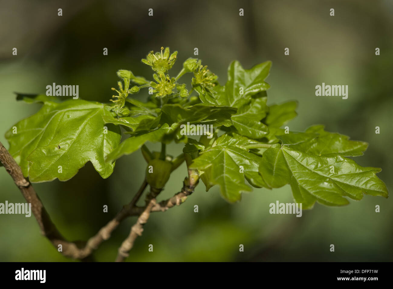 field maple, acer campestre Stock Photo - Alamy