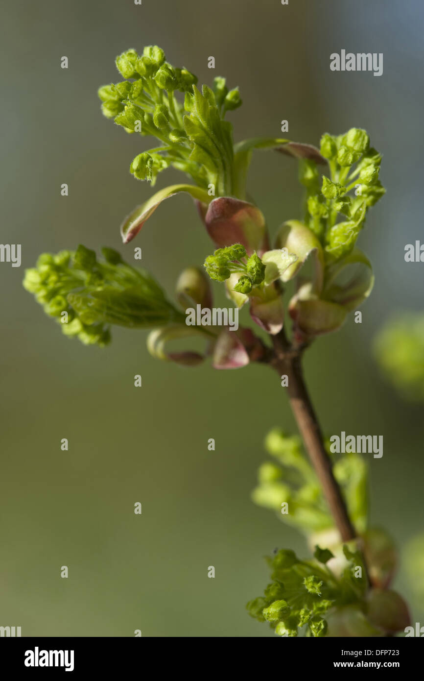 field maple, acer campestre Stock Photo - Alamy