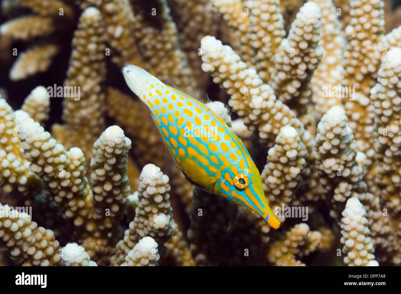 Longnose filefish Oxymonacanthus longirostris Andaman Sea, Thailand Stock Photo