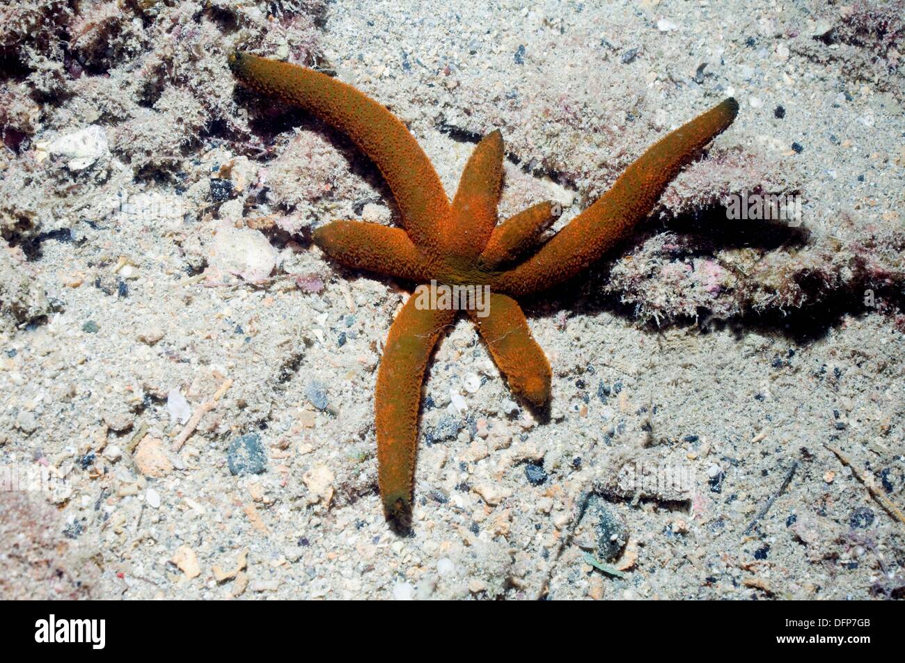Luzon sea star Echinaster luzonicus  This sea star or starfish has nearly always six or even seven arms, as opposed to the Stock Photo