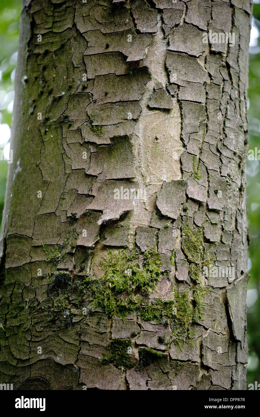 sycamore maple, acer pseudoplatanus Stock Photo