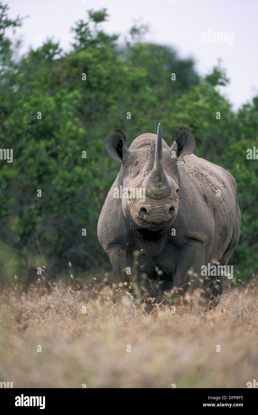 Rhinoceros in Bushland. Stock Photo