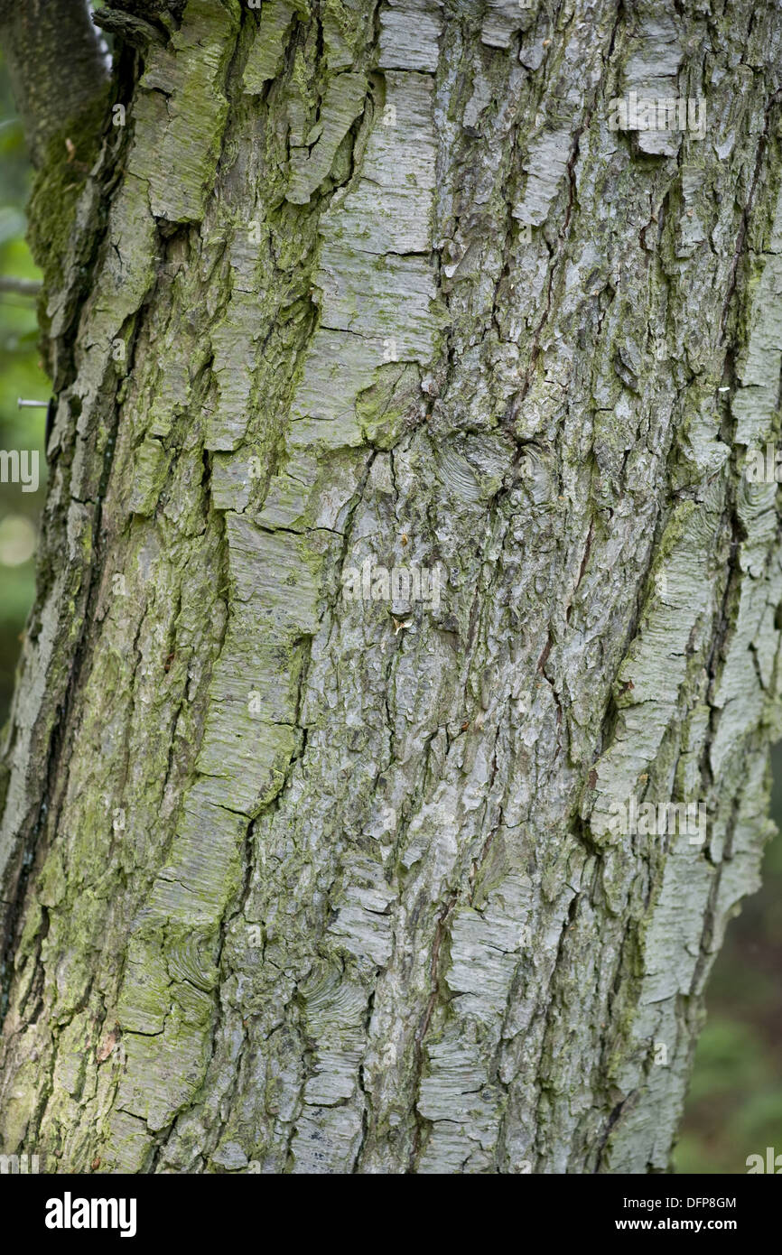 Common alder tree bark hires stock photography and images Alamy