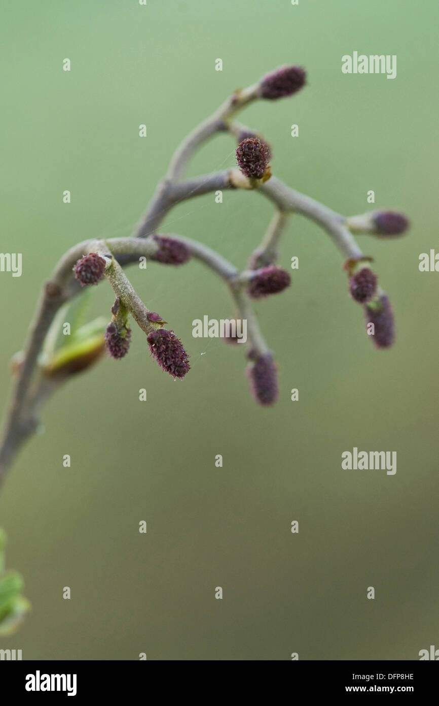 black alder, alnus glutinosa Stock Photo