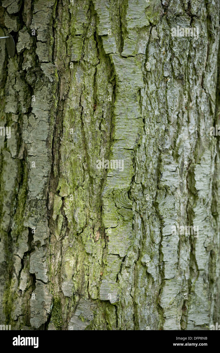 black alder, alnus glutinosa Stock Photo