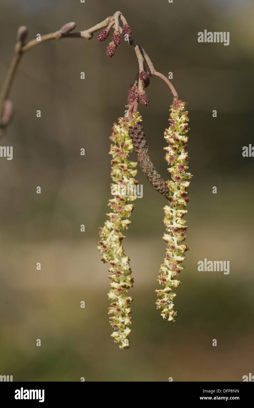 black alder, alnus glutinosa Stock Photo