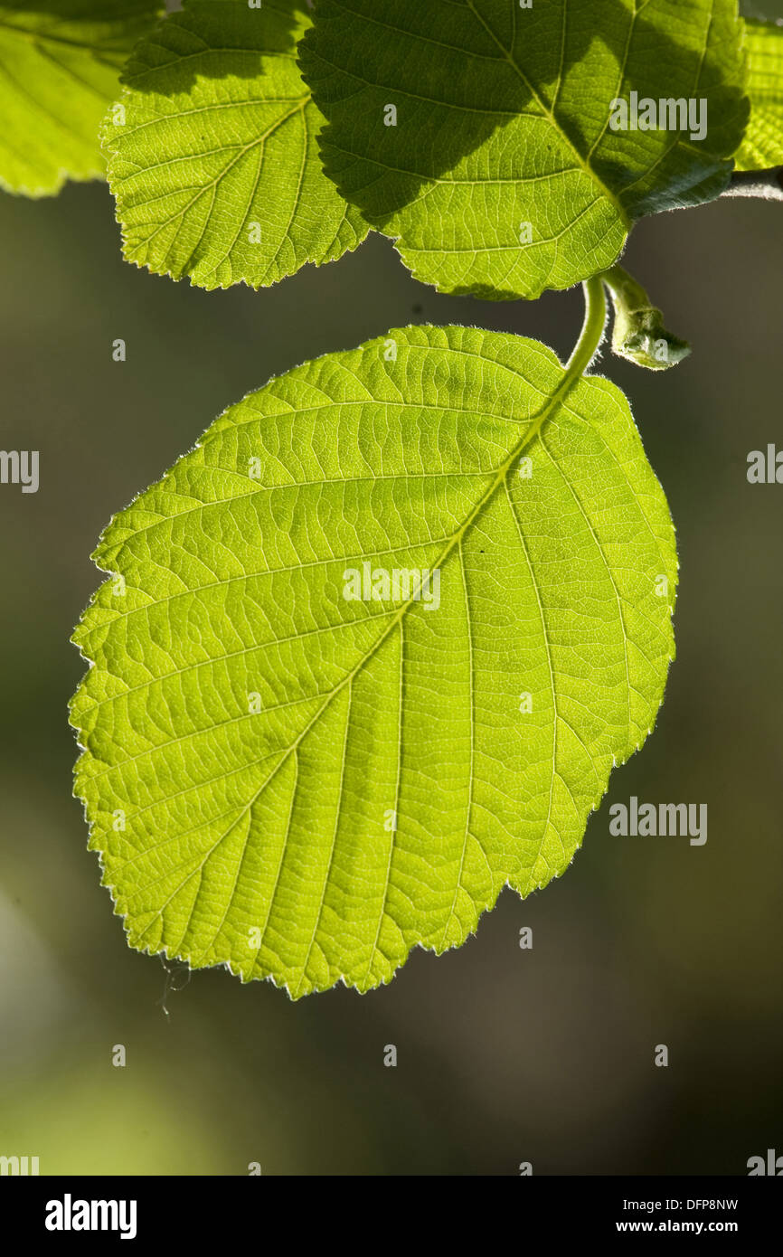 grey alder, alnus incana Stock Photo