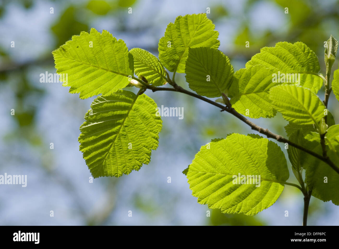 Young alder leaves hires stock photography and images Alamy