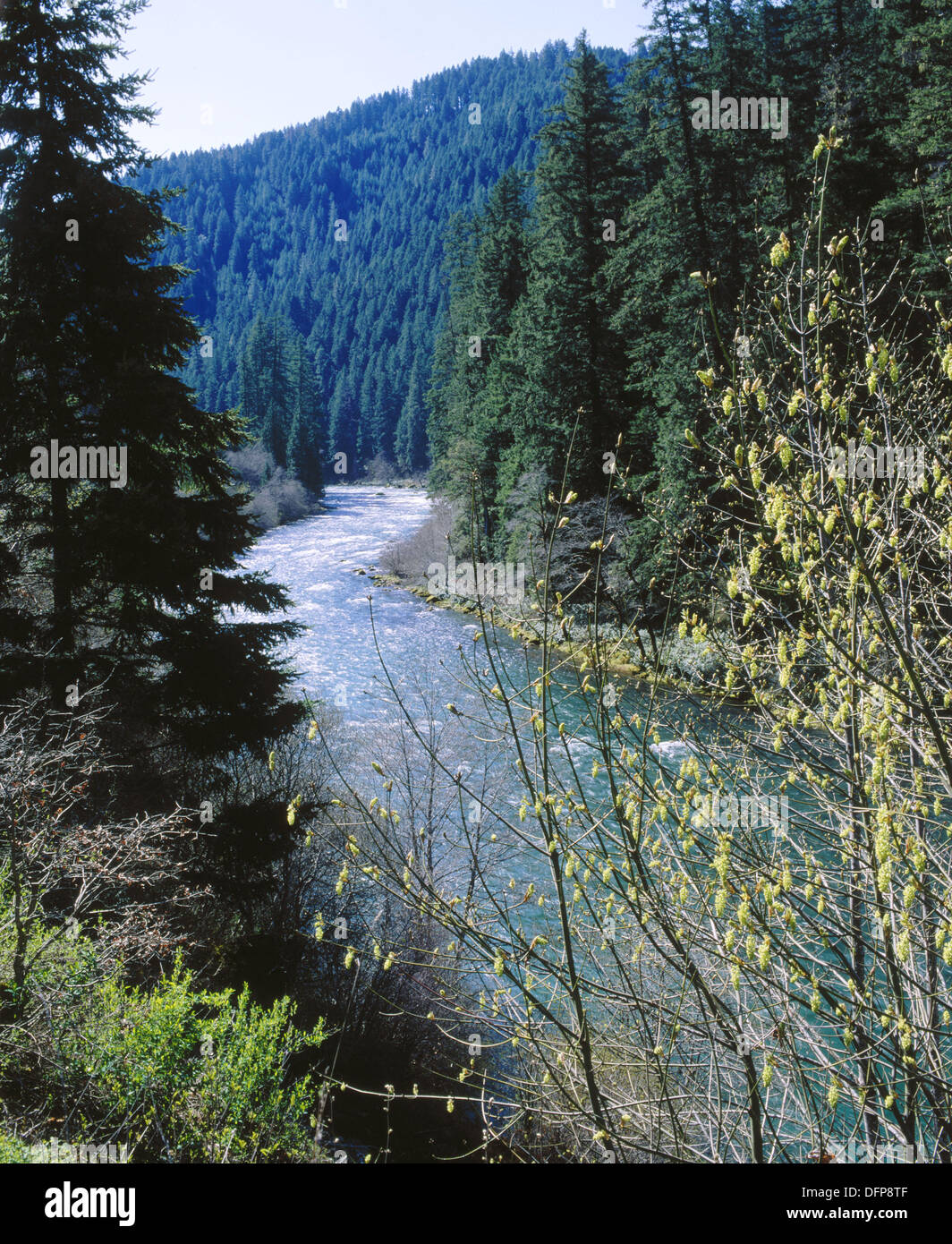 North Umpqua River. Umpqua National Forest. Douglas County. Oregon. USA