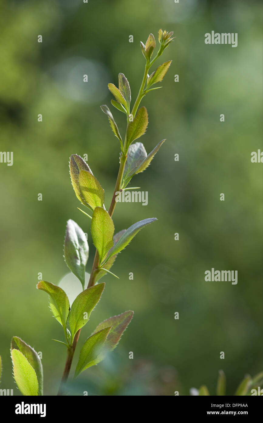 Variberry barberry, berberis vulgaris Stock Photo - Alamy