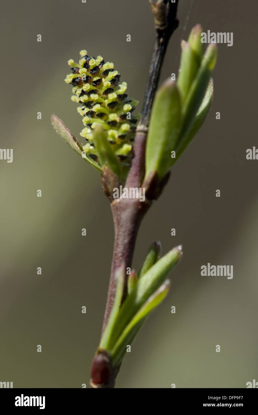 dwarf birch, betula nana Stock Photo