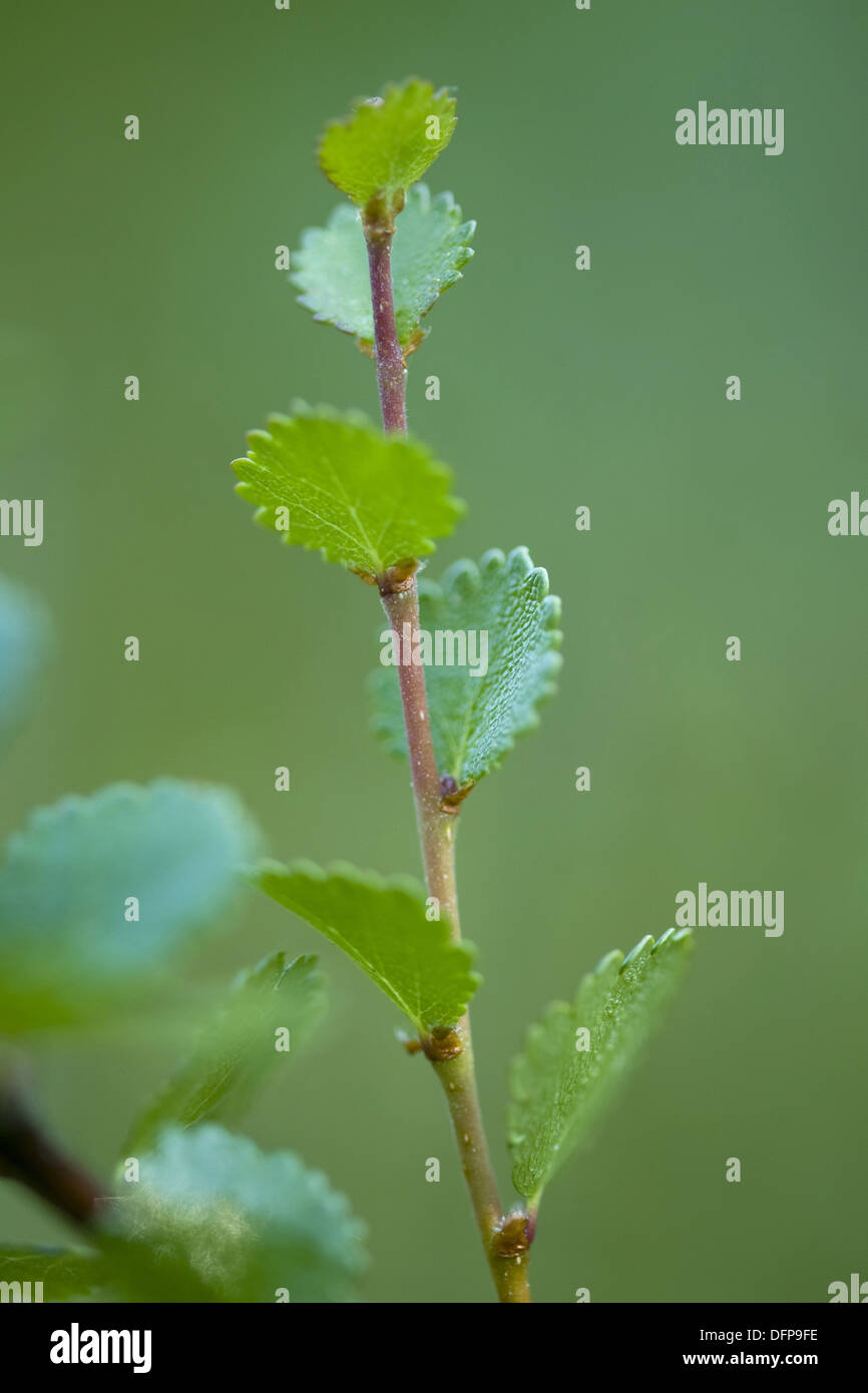 dwarf birch, betula nana Stock Photo